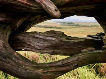 Close-up of driftwood on tree trunk