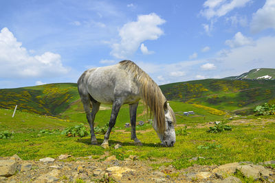 View of horse on field against sky