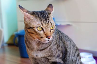 Close-up portrait of tabby cat at home