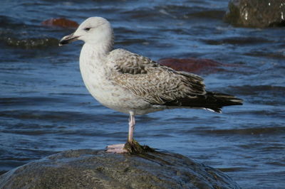 Close-up of seagull perching on rock in sea