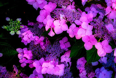 High angle view of pink hydrangea flowers