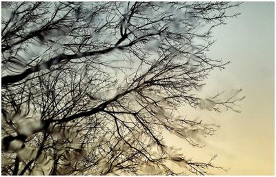 Low angle view of bare tree against sky