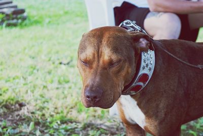 Lazy brown dog standing on grassy field