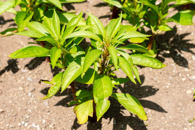 leaf