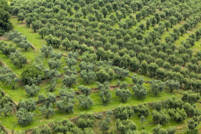 View of green landscape