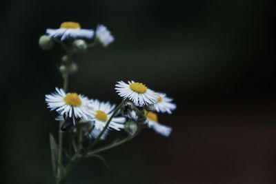Close-up of yellow flowers blooming outdoors