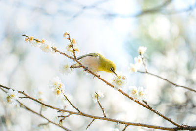 Low angle view of a cherry blossom on branch