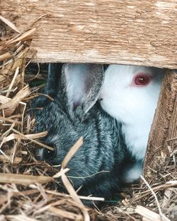 High angle view of bird in nest