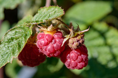 Close-up of raspberry growing on plant