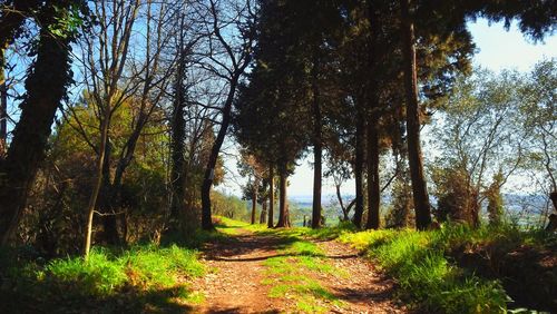Footpath amidst trees in forest