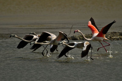 Flamingoes flying over lake