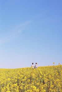 Scenic view of field against clear sky