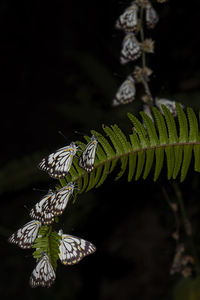 Close-up of butterfly on leaf at night