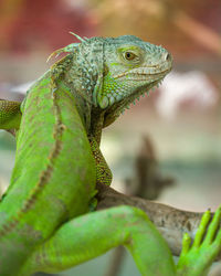 Close-up of lizard on branch