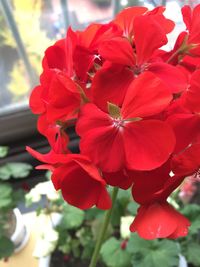 Close-up of red flowers blooming outdoors