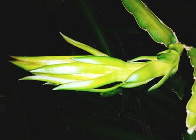 Close-up of plant