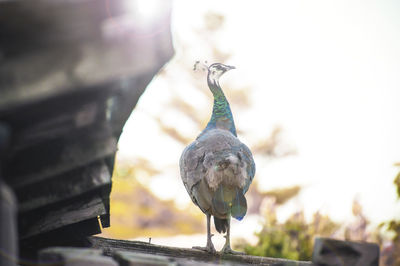 Close-up of pigeon perching