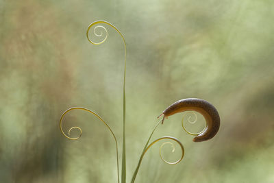 Snail from borneo forest