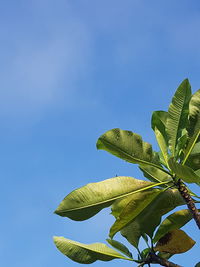 Low angle view of leaves against blue sky