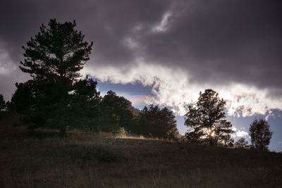 Low angle view of trees against cloudy sky