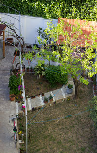 High angle view of plants by water