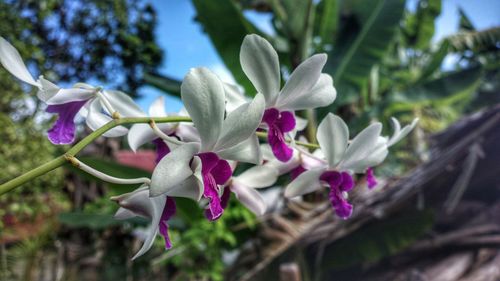 Close-up of purple flowering plant