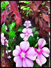 Close-up of pink flowers