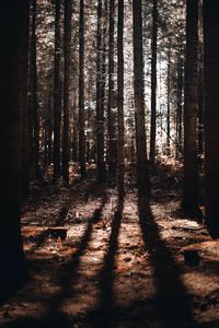 Trees in forest