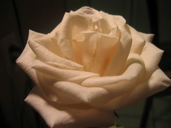 Close-up of rose against paper