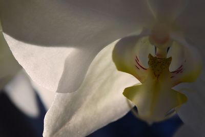 Close-up of white orchid