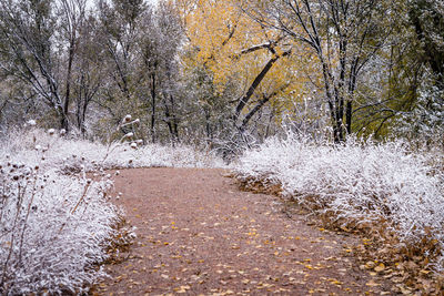 View of river in forest during winter