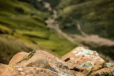 Close-up of rock