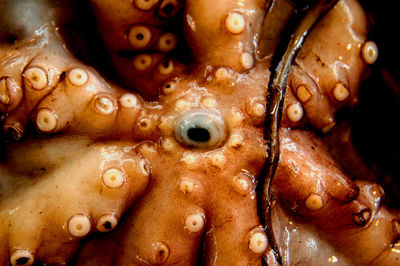 Close-up of octopus indoors