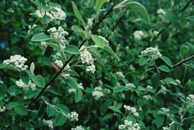 Close-up of green flowers on tree