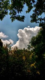 Low angle view of trees against blue sky