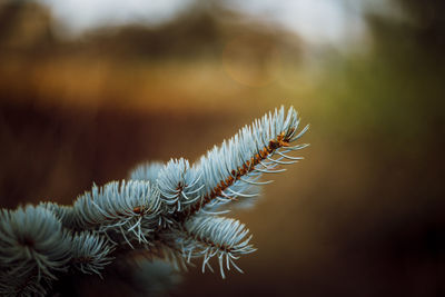 Close-up of plant during winter