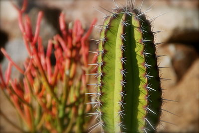 Close-up of succulent plant