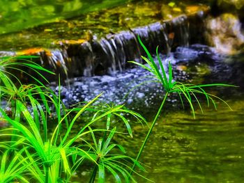 Close-up of plant in water