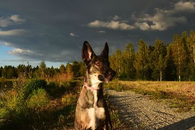 Dog on grassy field