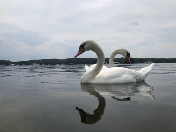 Swans swimming in lake against sky