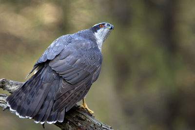 Close-up of bird perching on wood