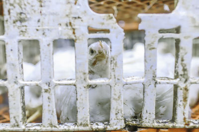 Close-up of a bird on the wall