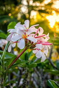 Close-up of white flowering plant