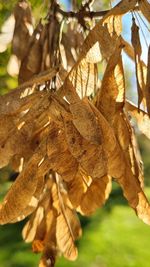 Close-up of leaves on tree