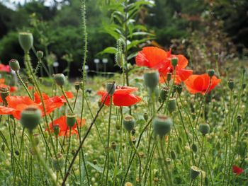 Close-up of red poppy flowers on field