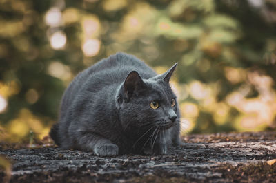 Close-up of a cat looking away