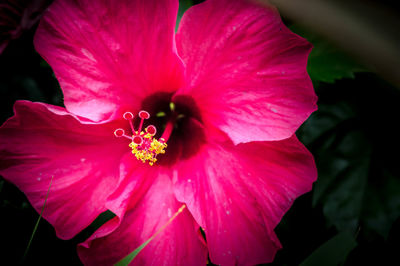 Close-up of pink hibiscus blooming outdoors