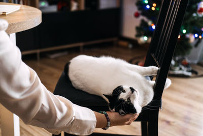 Keeping your cat safe at christmas. black and white cat beside christmas tree.