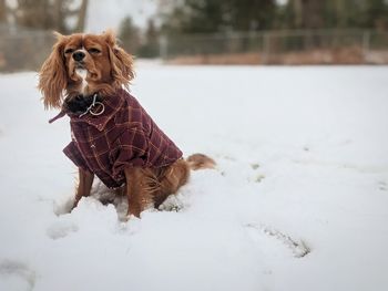 Dog in snow with coat on 