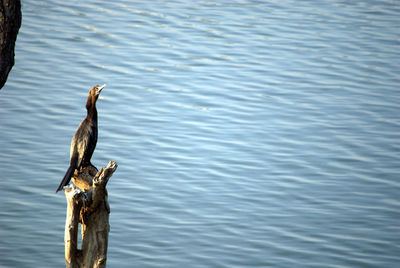 Bird perching on lake